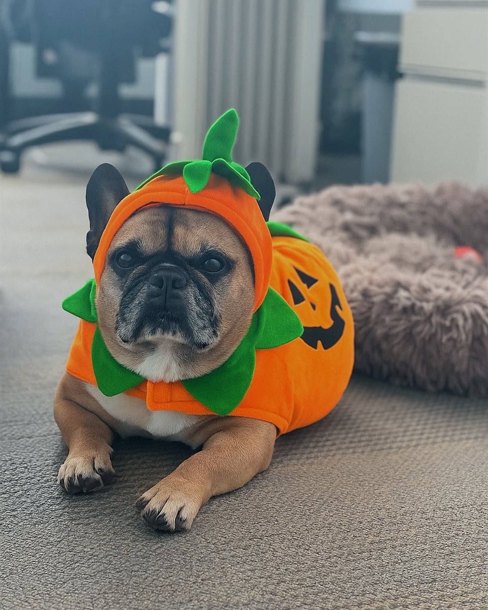 Our favourite pumpkin is ready for treats (and maybe a few belly rubs). Wishing you a paw-sitively fun and safe Halloween from all of us at the Dan Cooper Group!

dancooper.com | 905.849.3360 | hello@dancooper.com

#LuxuryRealEstate #OakvilleRealEstate #OakvilleOntario