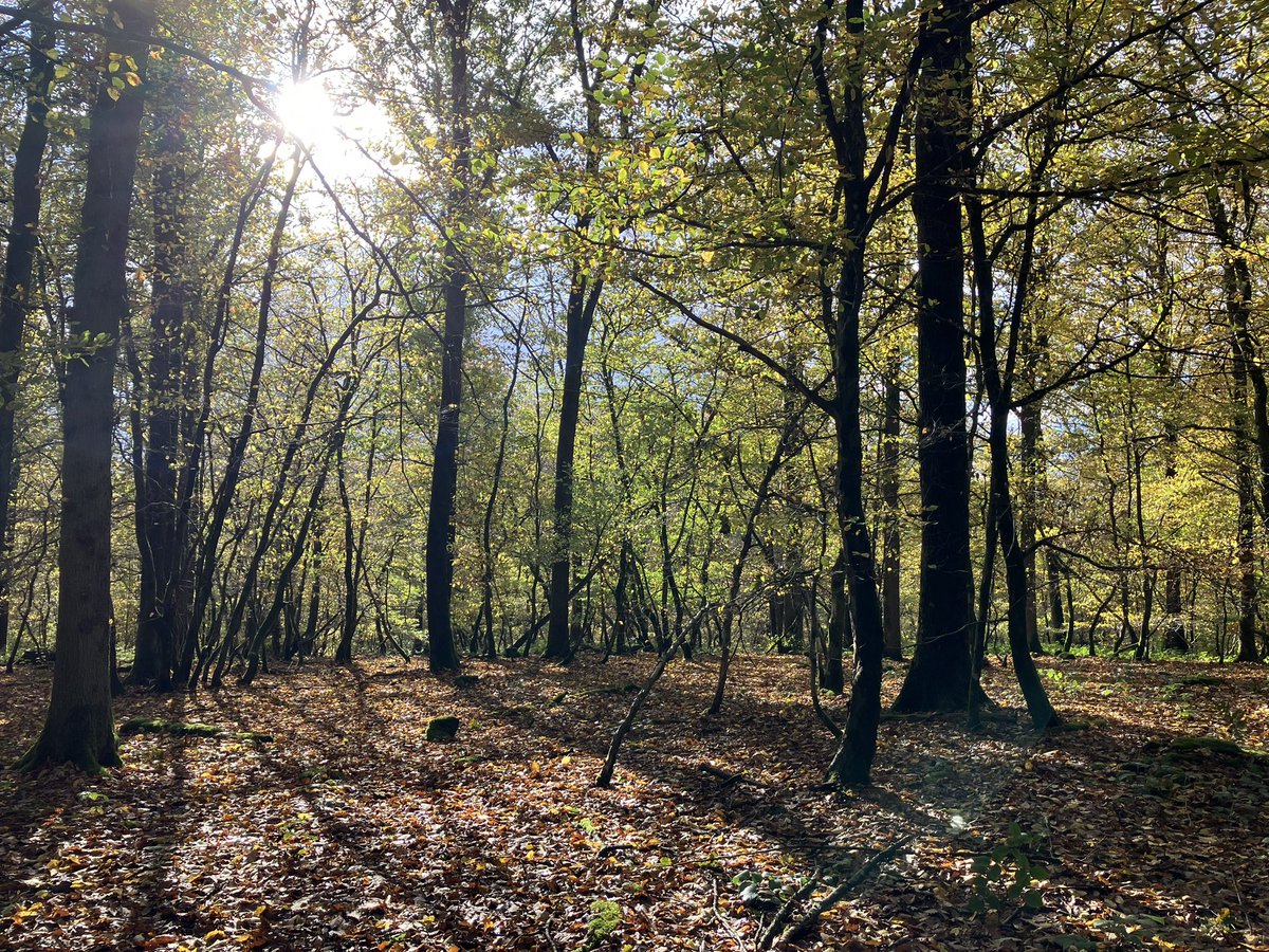 willems philippe (@willems_phil) on Twitter photo 