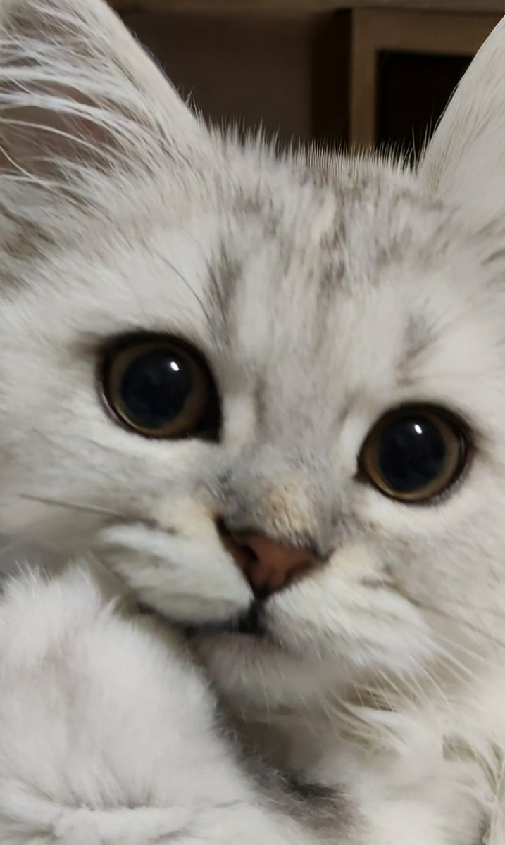 あーにゃん あーにゃん (@anyanz717) / Posts / X