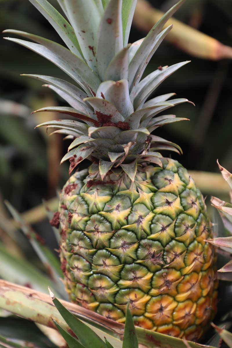 bodaviiid's tweet photo. 🍍MD2 >> https://t.co/a8SFVq7vGD
