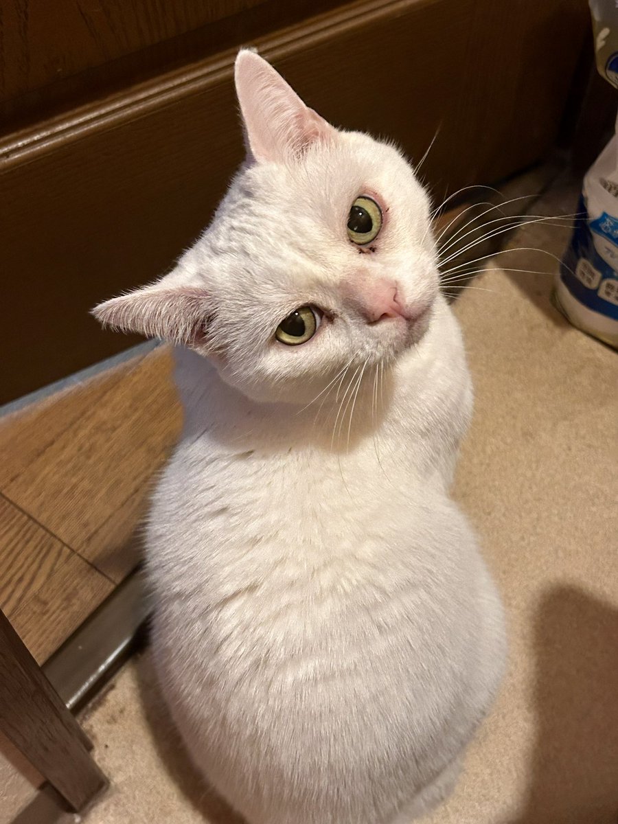 鬼龍院YOKO蔵馬☆44 (@chako4646) / Posts / X