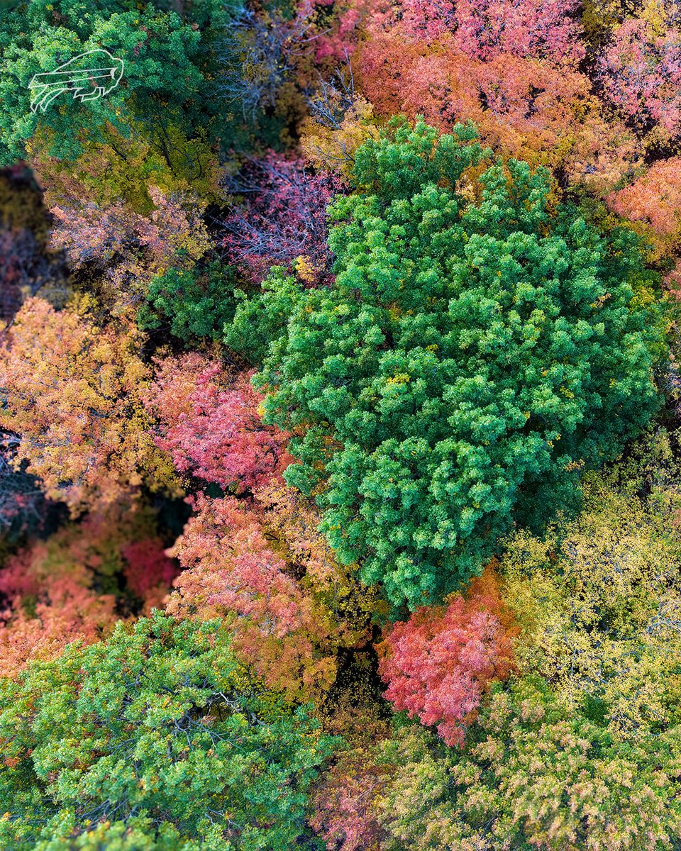 Fall in OP >>

<a href="/HUNT_ERA/">HUNT Real Estate ERA</a> | #BillsMafia