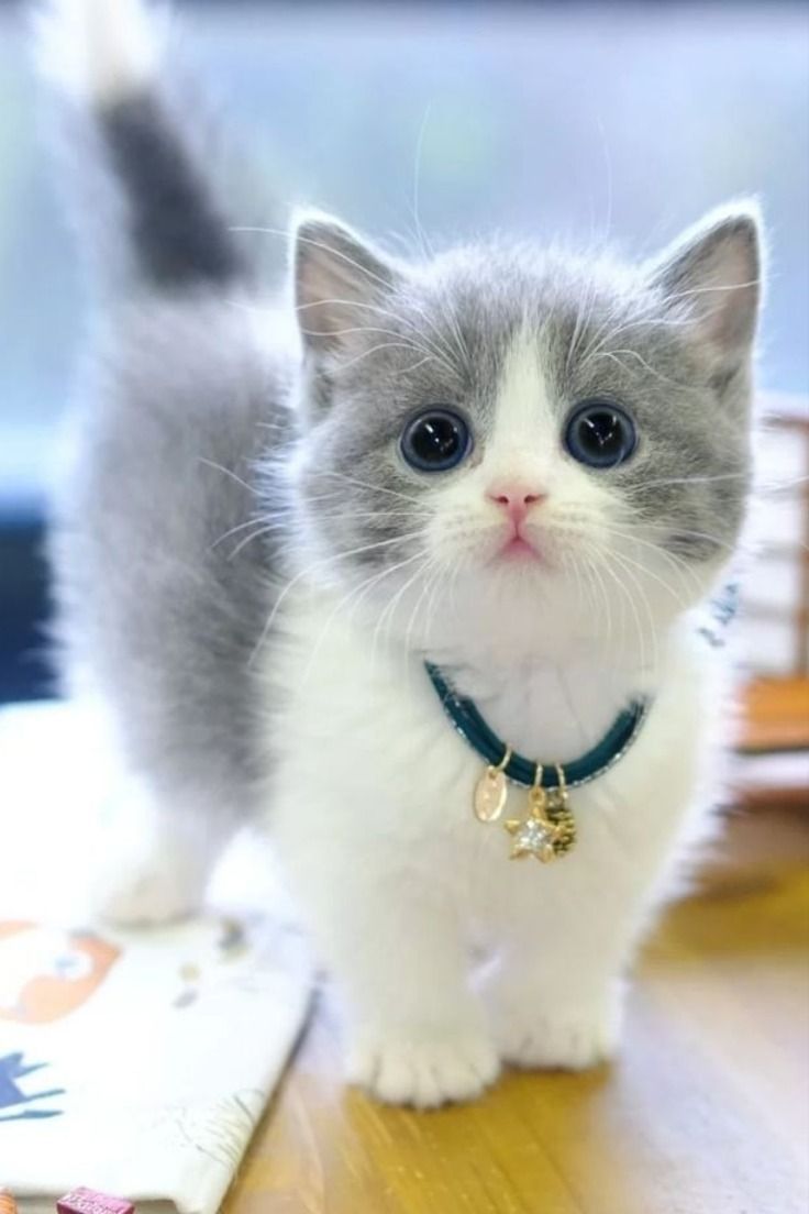 SolaKitty_'s tweet photo. 3xLjKPLH8uh9WNphh3VPBThWcCX3687MNcSvJBxwzrv7 buy and sell guys https://t.co/8lAIBoJpZK