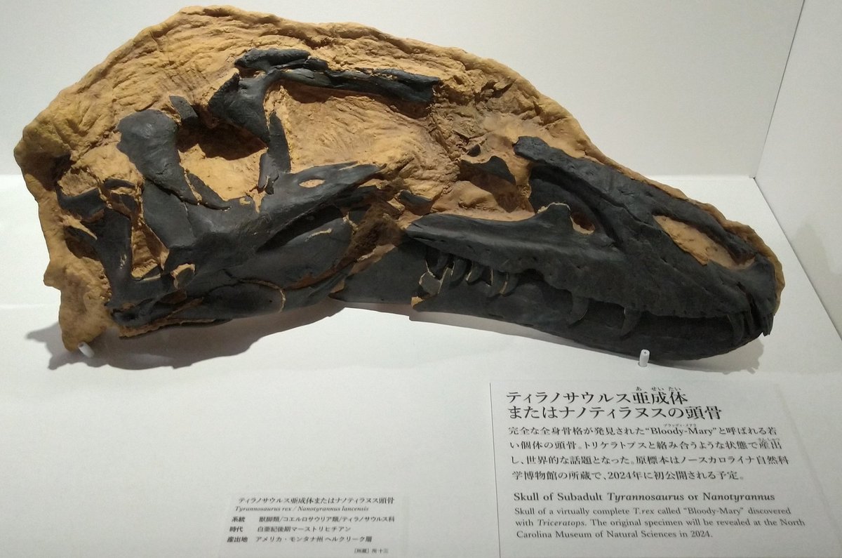 レア】ナノティラヌス（Nanotyrannus）の歯 母岩付き 鋸歯あり レア