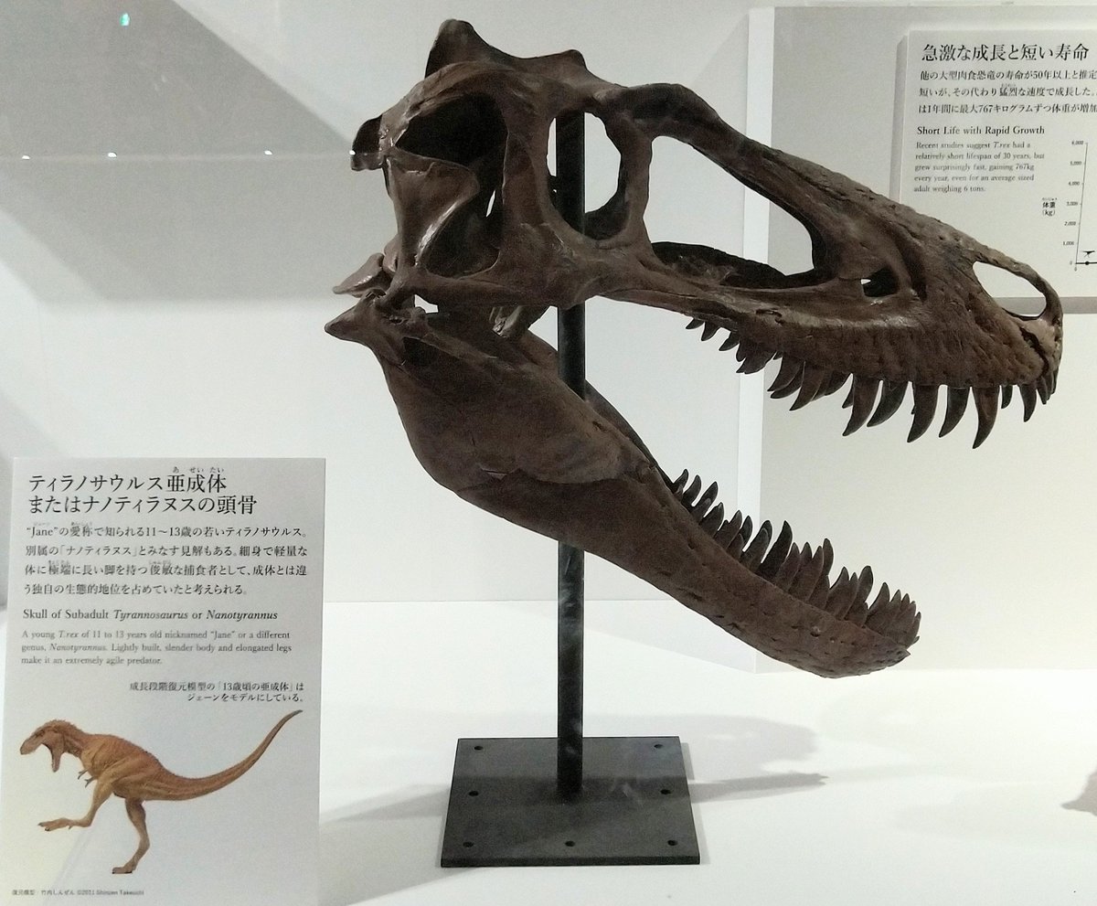 レア】ナノティラヌス（Nanotyrannus）の歯 母岩付き 鋸歯あり レア