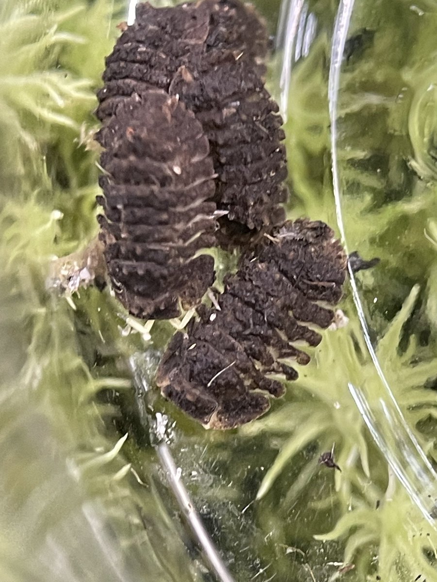 ぷち高級ダンゴムシプレゼント企画
第二弾発動٩( 'ω' )و

今回は世界最大級のゴツゴツトゲトゲダンゴムシであるクロコディロさんでっす。

画像1は参考画像の親個体(1.3センチほど)
画像2の黄色い丸の中に居るような5mmを超えた若者6匹がプレゼント個体となりまっす