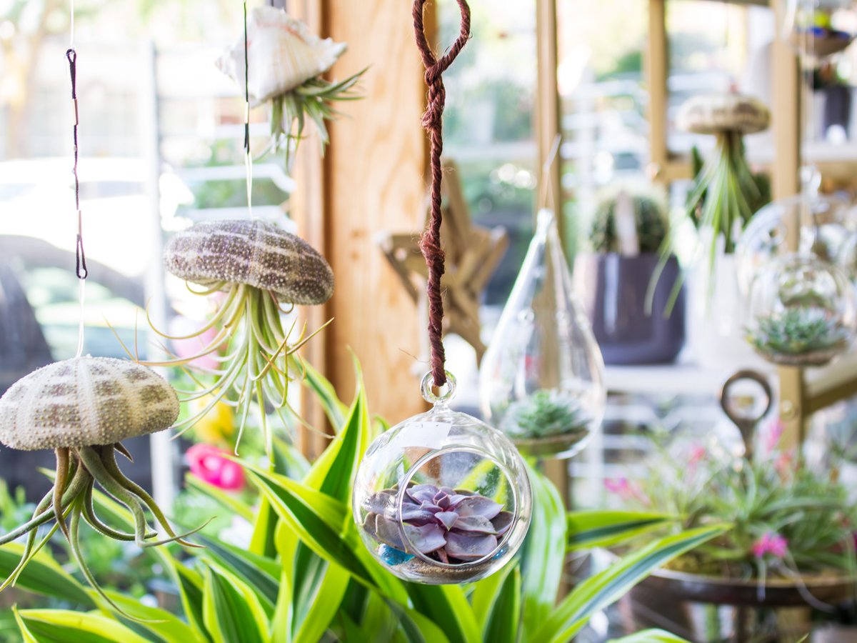 stapletonfloral's tweet photo. Succulents have their own quiet way of talking to you.

Soft leaves? That’s their gentle reminder they’re thirsty. Stop by our South Boston shop to find the perfect little plant for your home - or gift one to someone special!

#StapletonFloral #SucculentCare #PlantTips #Southie https://t.co/5bPqDHcrBz