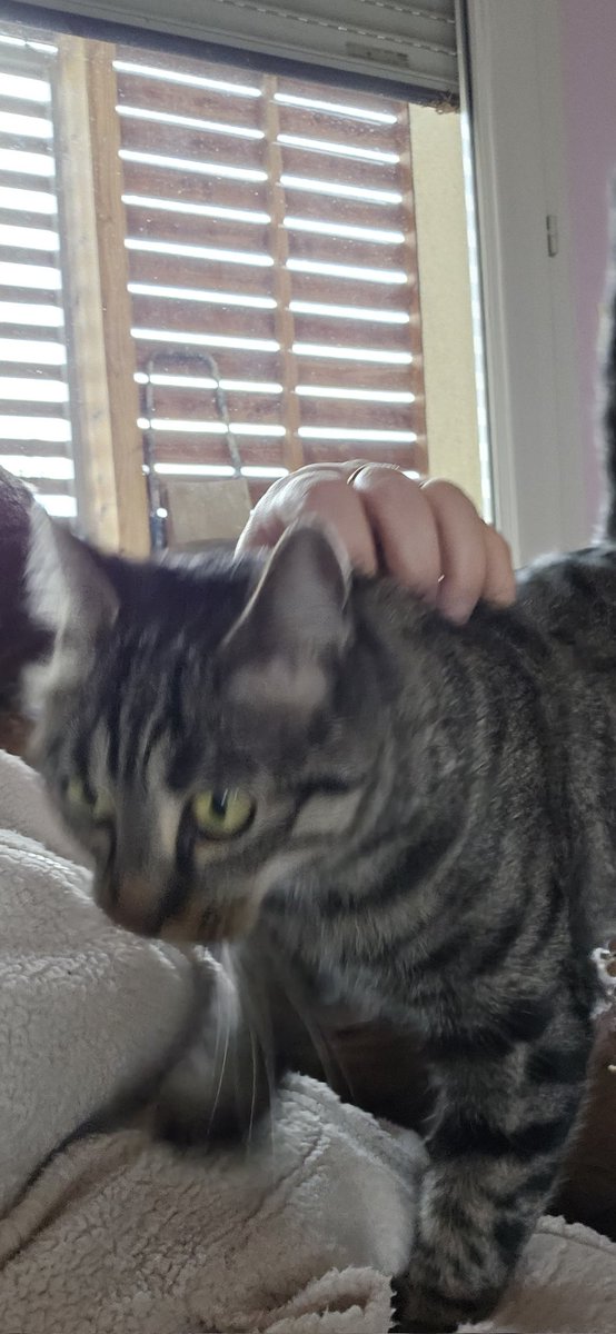 consta93891's tweet photo. Moi, je suis déguisé en chat mignon et passe-partout, mais dans la réalité, je suis un chat sauvage griffeur de maman. https://t.co/jZSGIjBf9j