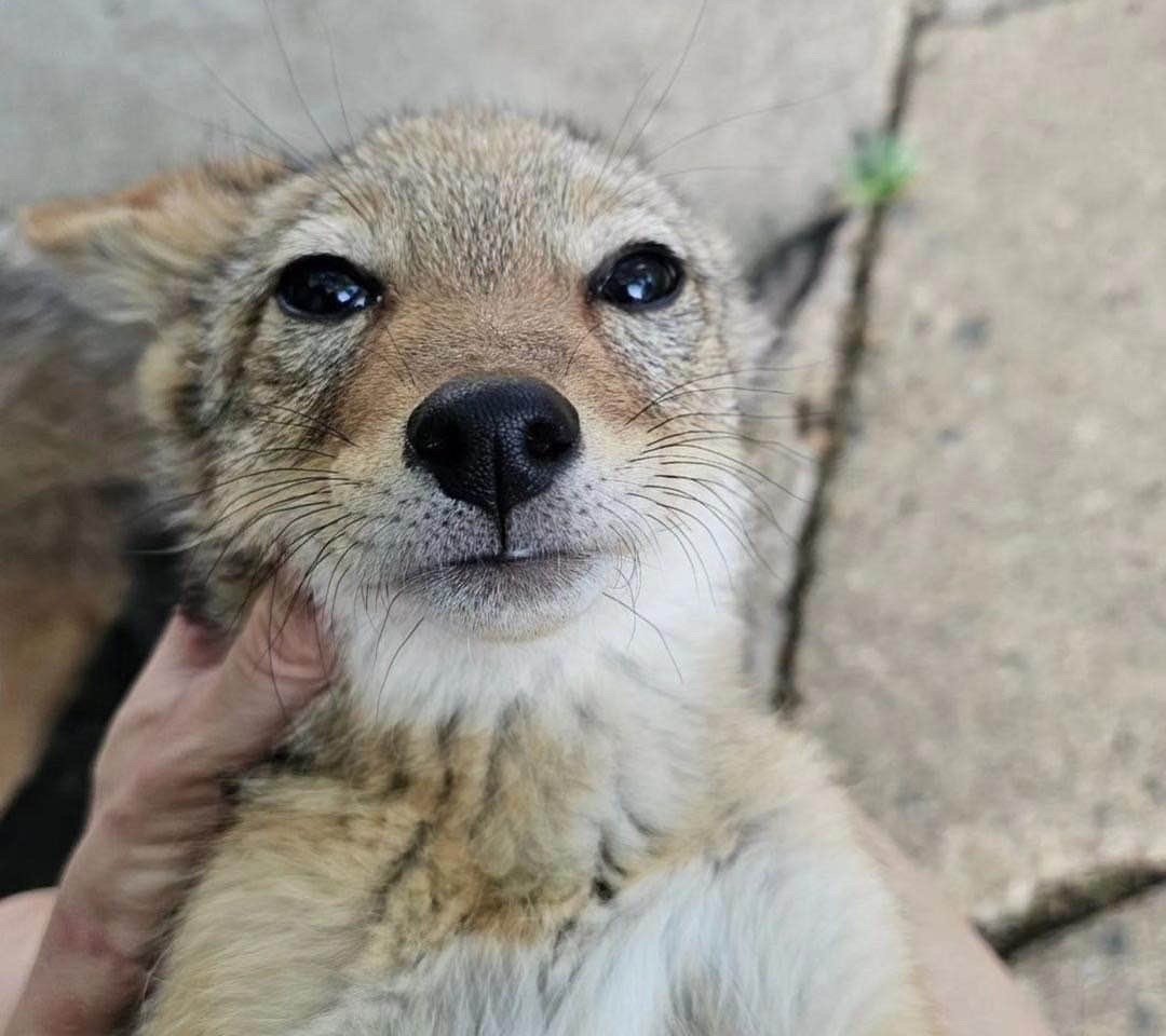 I need to bite people