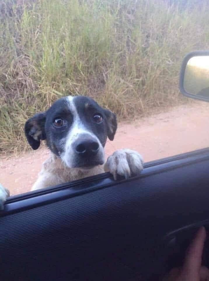 _XDogs's tweet photo. I saw a dog on the side of the road. As soon as he saw the car he got 
up and started barking... I stopped and saw those eyes..
I saw pain, despair but also hope... As if they were telling me take me from here...
And that's how it happened!!! We are starting our new life!
From a mom who feels lucky today ❤️