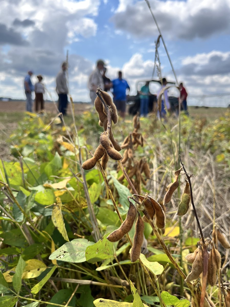 Arkansalt's tweet photo. Check out the latest Arkansas Ag Research Report for  stories on #waterfowl research, #organic soybeans, #poultry water line biofilms, 'Pickle Man' Ron Buescher, #veterinarians on animal welfare and more: https://t.co/UVdIjsJIYW. @AginArk @uam_cfanr https://t.co/UM3Pm42d39