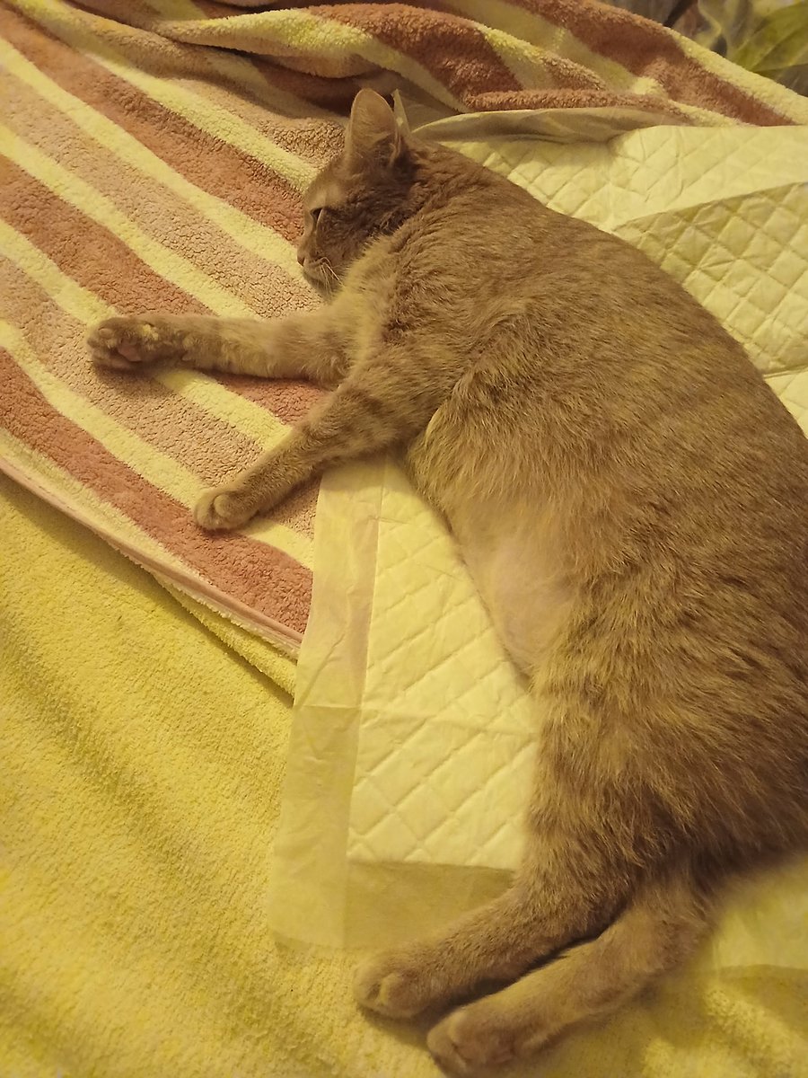 Тосита уже вточила половинку паштета и скачет конём, а Симбик мой зайчик спит ещё