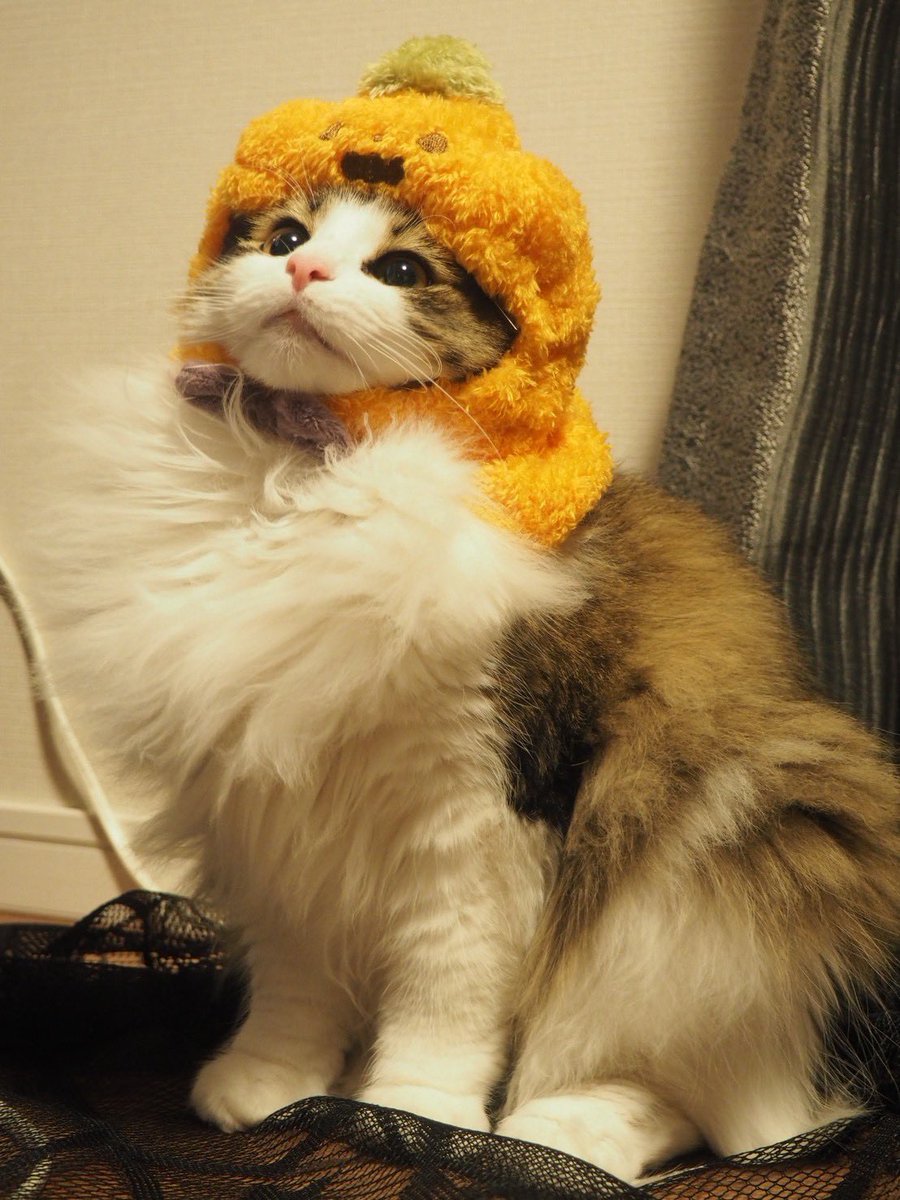 おみす様用(⁠ノ⁠◕⁠ヮ⁠◕⁠)⁠ノ⁠*⁠.⁠✧ ms on X