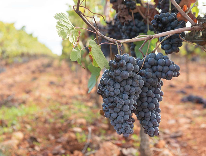RedazioneDedalo's tweet image. Etna verso la DOCG: servono ancora firme, possibile riconoscimento nel 2026
dedalomultimedia.org/sezioni/enogas…
#etna #vino #docg #produttori #consorzio #università #mercato