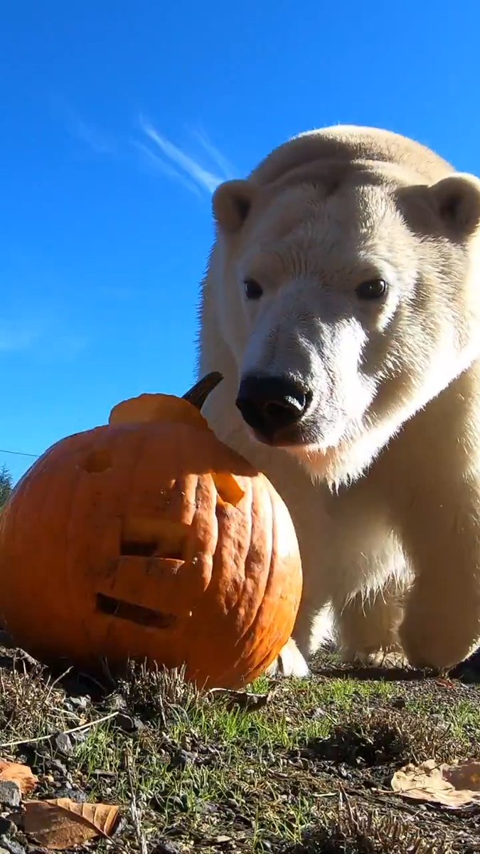 きなこ🐻 Jocular Ursilor (@A_Kinako) / Posts / X