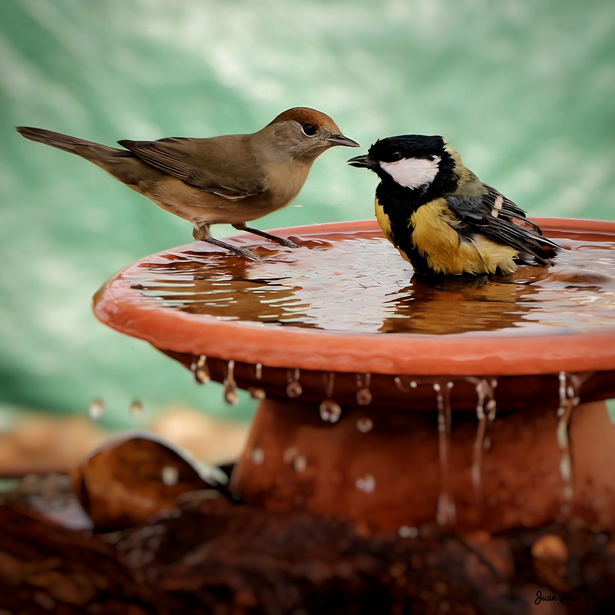 Juanfra07suarez's tweet image. CuRRuCa CaPiRoTaDa &amp;amp;CaRBoNeRo CoMúN  ..!!#naturextremadura #pajarosextremadura #naturaleza #birds #pajaros #aves #ornitologia #canonphotography #naturaphotography #avifauna #extremadura