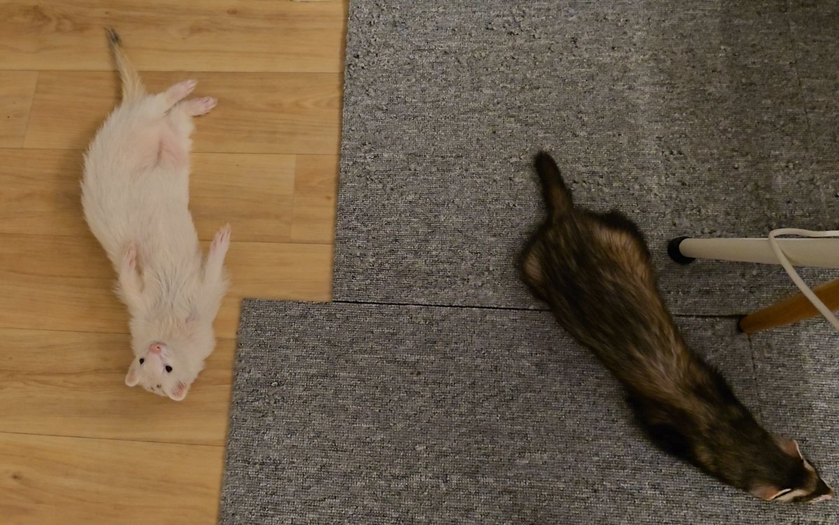 하얀녀석이 늘 압도적으로 이상한 자세로 있음