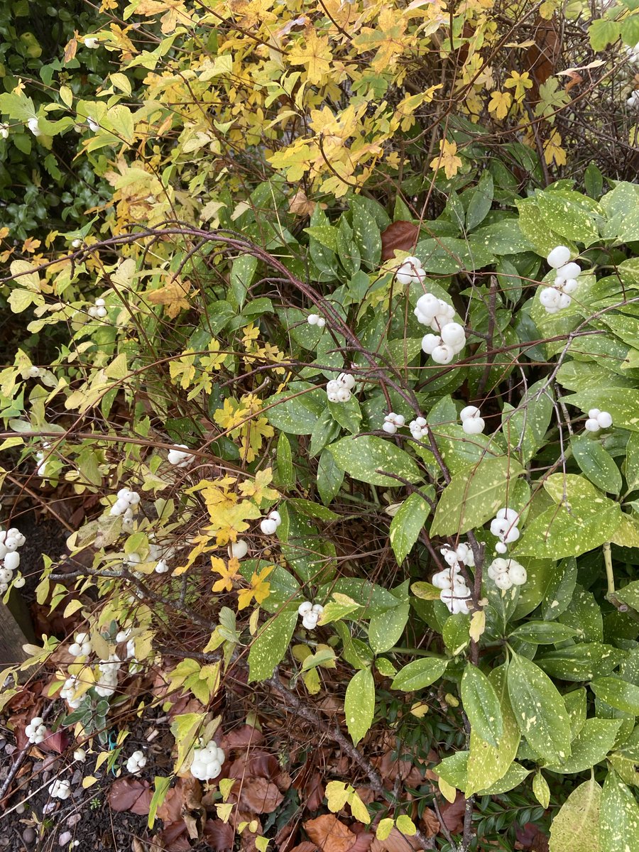 野生のポップコーン