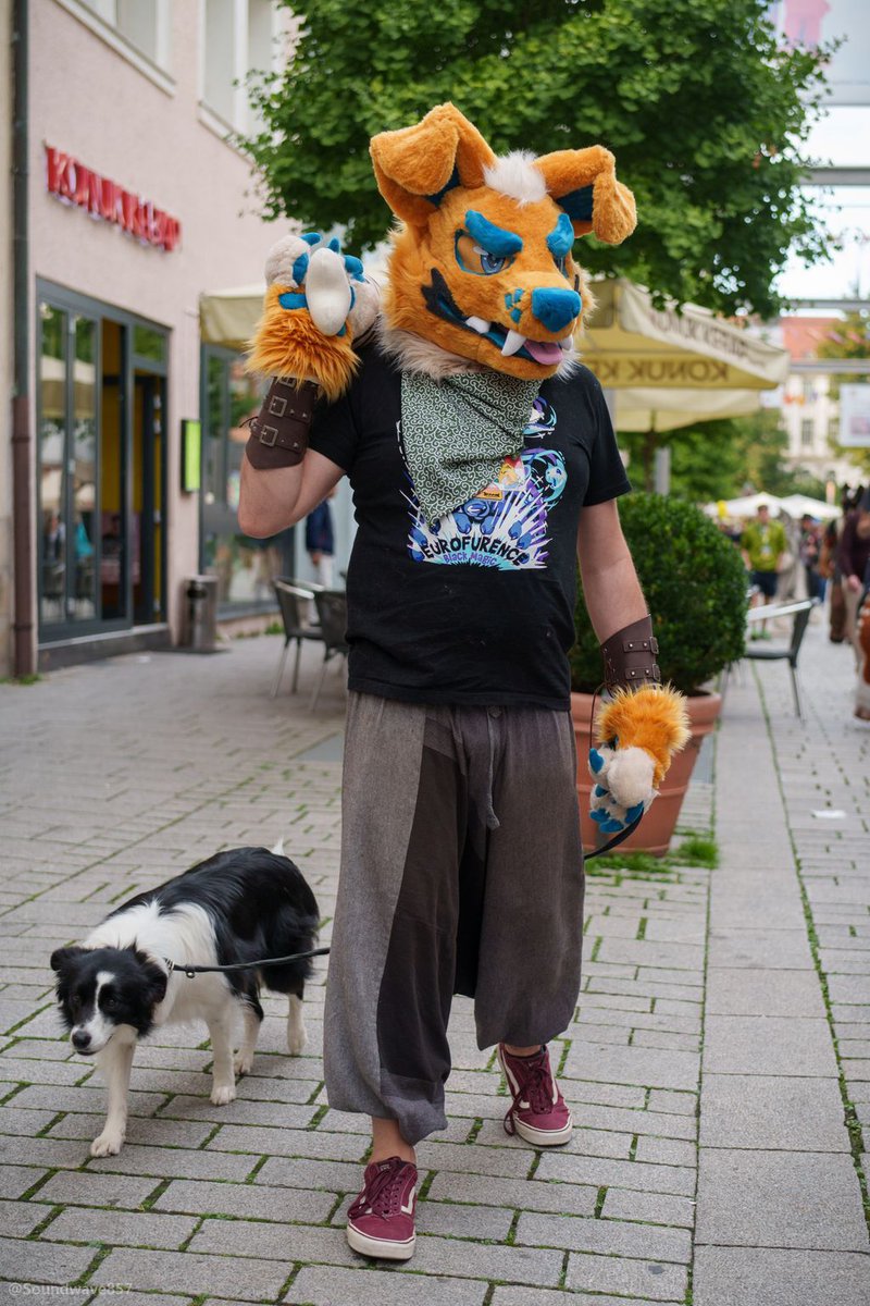 Happy #Halloween am heutigen #FursuitFriday!
Sagt hallo zu: Twig 🐶

Bei der #Furvaria hilft er im Security-Team &amp; kümmert sich um die Suit Lounge, die er mitgebaut hat 🛠️

Als Schreinermeister &amp; Interior Designer perfekt für den Job! 

Seine Sona? Ein roter Border Collie.