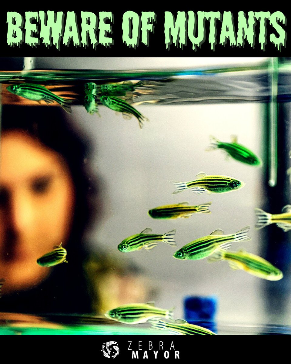 zebramayor's tweet image. Spooky Fish Friday!!
🎃🦇👻🕸🕷

¡Dulce o trucha para uds! 🐟

#fishfriday #fishlab #fishhusbandry #biodes #devbio