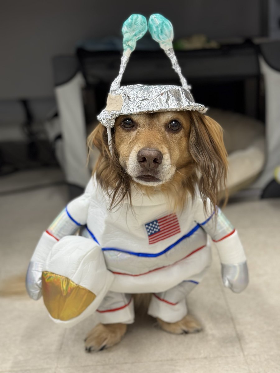 ざらめ (@zaraame) / Posts / X