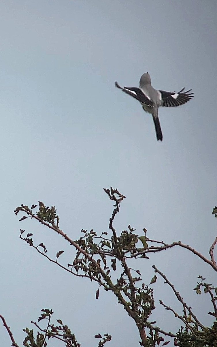 Latest Blog Post : Kent Birding Highlights for October 2025  robs-birding.blogspot.com