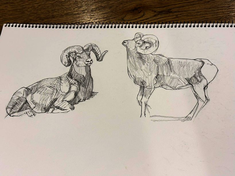 haiiromizunagi's tweet photo. いつもの所Ⅰで #ビッグホーン #BighornSheep #Sheep #Ovis を #大人の鉛筆 で #スケッチ #ドローイング 昨日の余白にボブクーン先生のスケッチを模写。完成作品と異なり、リラックスして描いたもの故、自分には無い、押える所を押さえた線が素敵だ。明日はJBF会場の我孫子へ‥この羊1頭で眠りに就く。 https://t.co/B83xRaRlvj