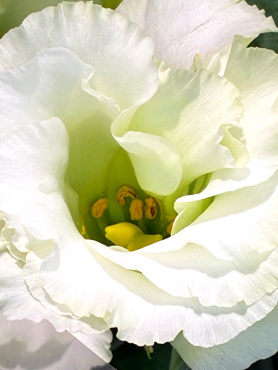 🌺🌴Ohana🌴🌺 on X