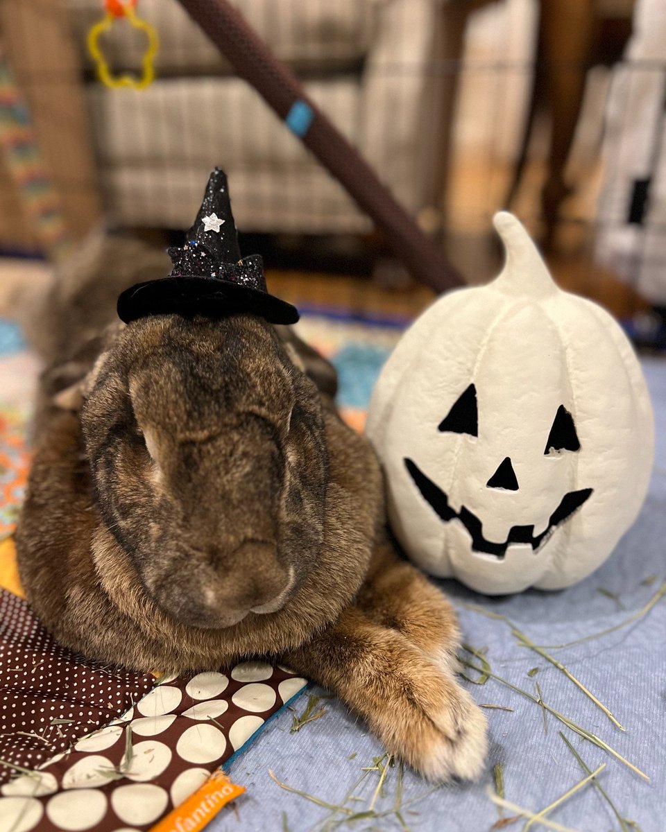 RabbitNetwork's tweet image. #HappyHalloween from the House Rabbit Network! 🧙‍♀️