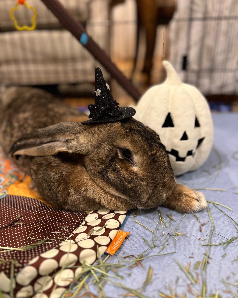 RabbitNetwork's tweet image. #HappyHalloween from the House Rabbit Network! 🧙‍♀️