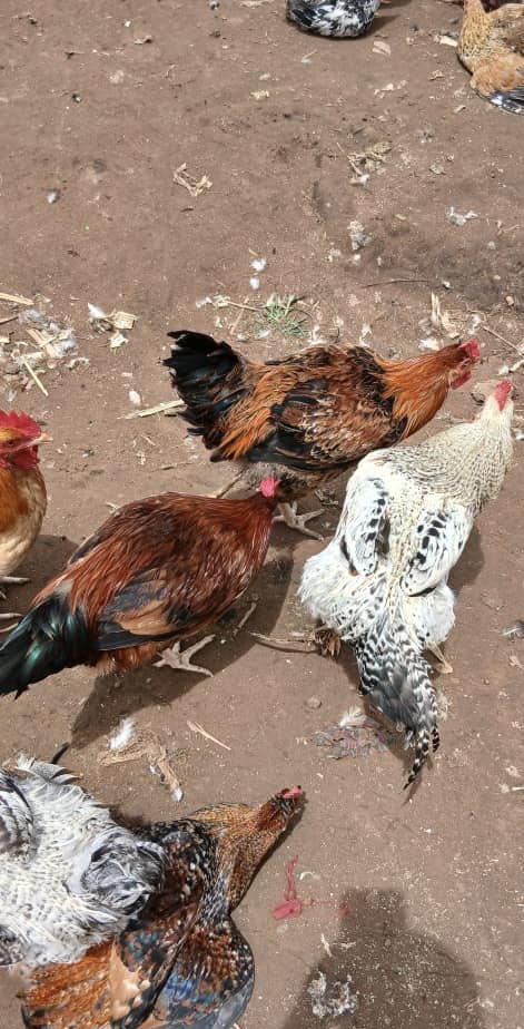 Empangalocal's tweet photo. 🚨 KAMPALA ALERT! 🐔🔥

No factory junk—just happy hens, antibiotic-FREE, immunity-BOOSTED! Juicy, 100% Ugandan fire—coop to pot in HOURS! 🍗🔥

*TOMORROW’S FIRST DROP—DM to claim yours! 📲

#HensOnFire #KampalaCrave #PureUgandanGold #CluckRush #FreshDropTomorrow

Empanga🐓 https://t.co/fjn0qiWMvv