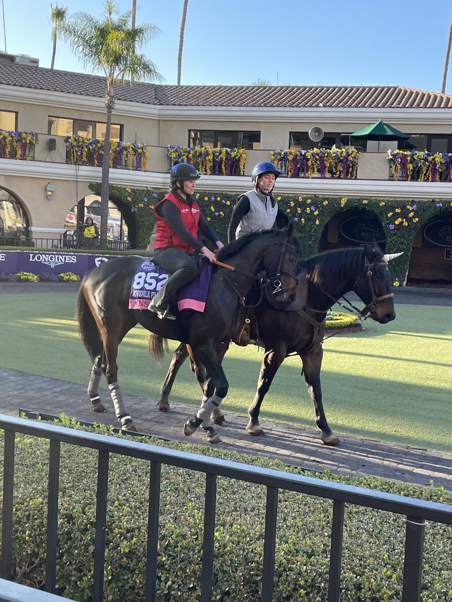 BestBetDesign's tweet image. Fondly remembering this unicorn at the Breeders Cup last year!