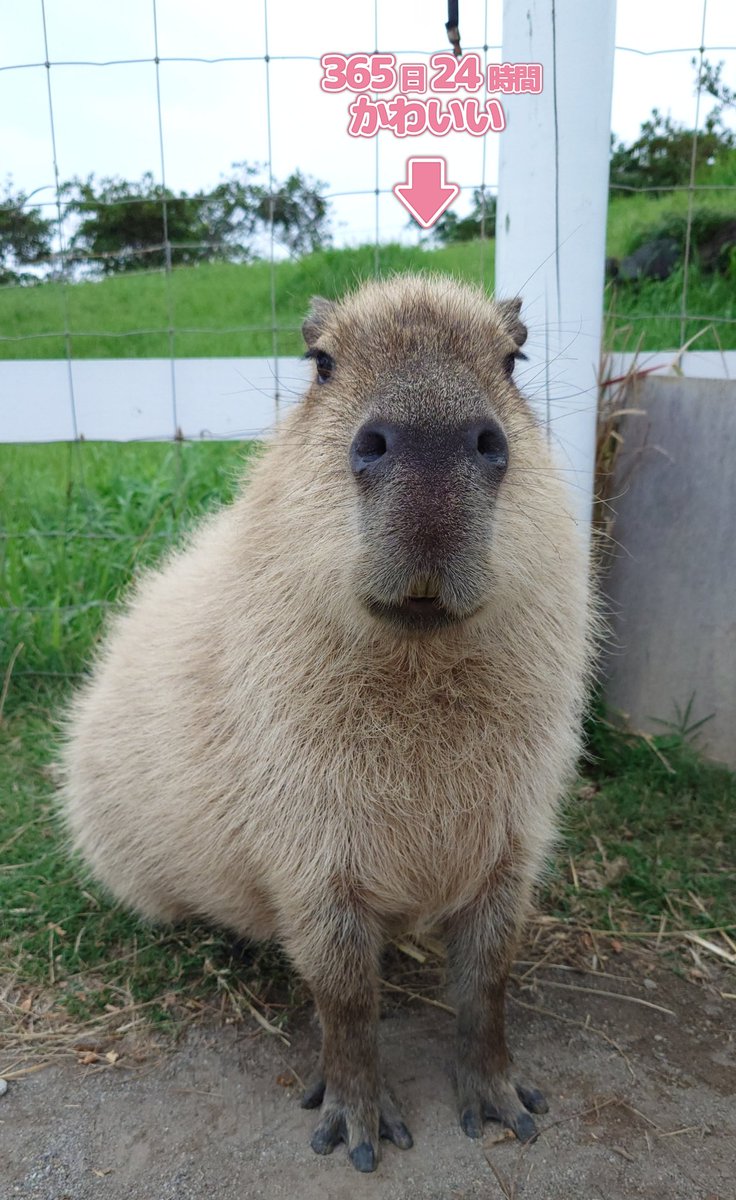 カピ バラ様ꕤ*.゜ カピバラさん【公式】 on X