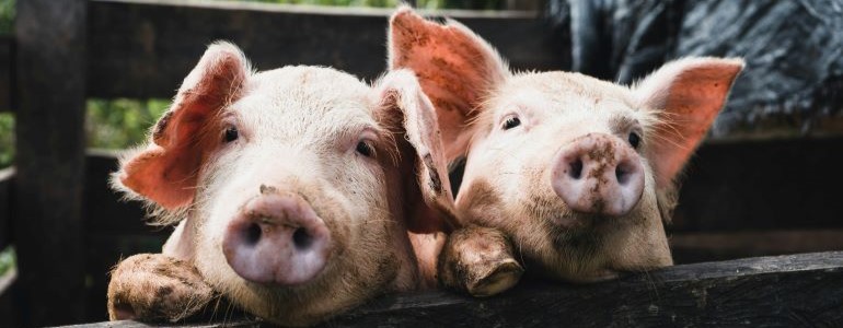 PointBiotech's tweet photo. Genomeditierung gegen Europäische Schweinepest, NFP84-Forschungsprogramm zu innovativer Pflanzenzüchtung, Pilzresistente Kakaobäume mit CRISPR/Cas9, Universeller Impfstoff gegen Vogelgrippe: der neue scienceindustries POINT Newsletter 280 (Oktober 2025) https://t.co/e9V20gjUTh https://t.co/iNnr6I2cve