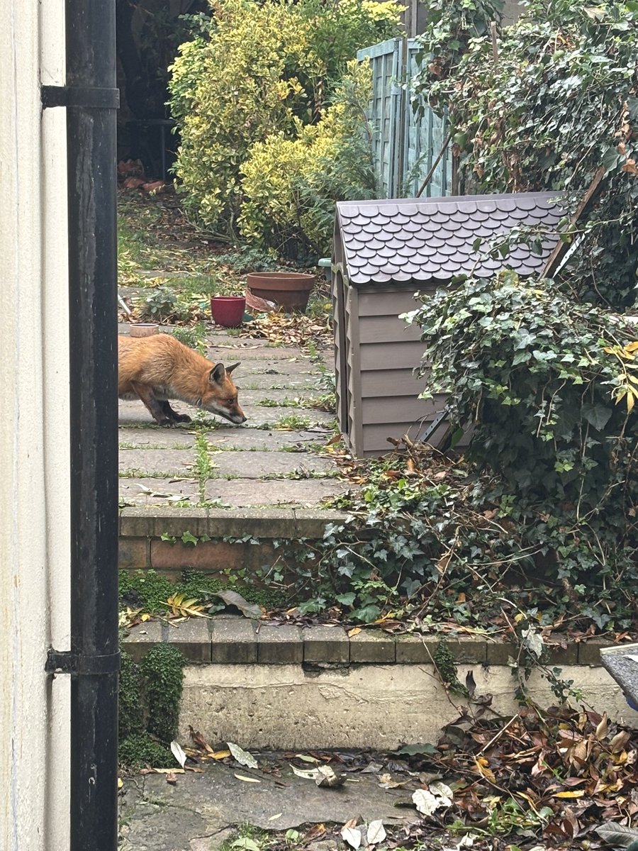 New garden shelter for cats. And foxes…