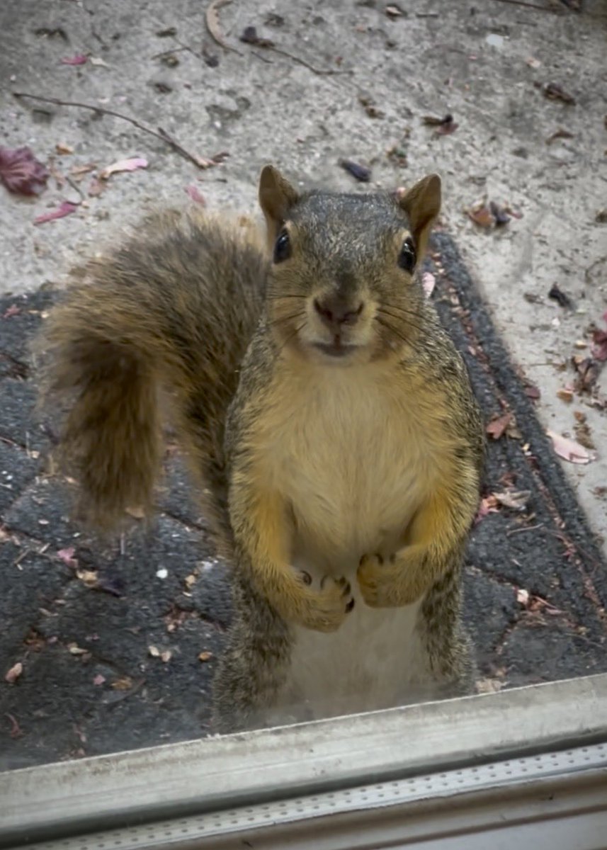 Squirrel Buzz tweet media