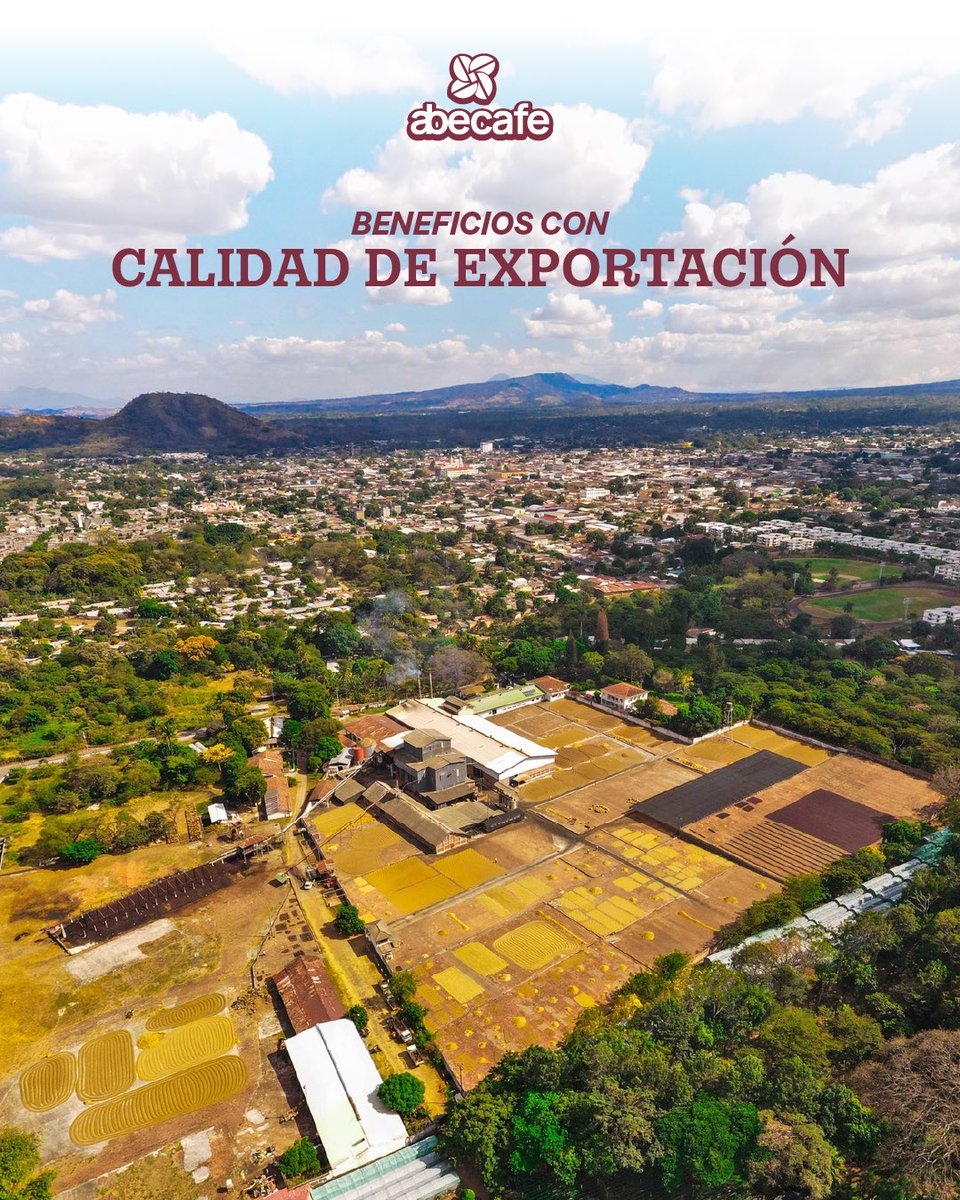Aquí se procesa el fruto de la cosecha. Aquí, los procesos dan como resultado una taza de calidad de exportación.