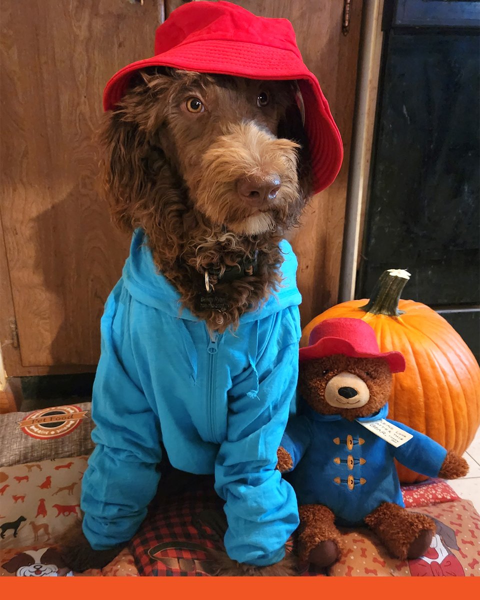 nylabone's tweet photo. And you thought dogs couldn't get any more adorable. 😏 What's your furry friend dressing as today?

#Nylabone #happyhalloween #dogcostume https://t.co/izm4vSLh8o