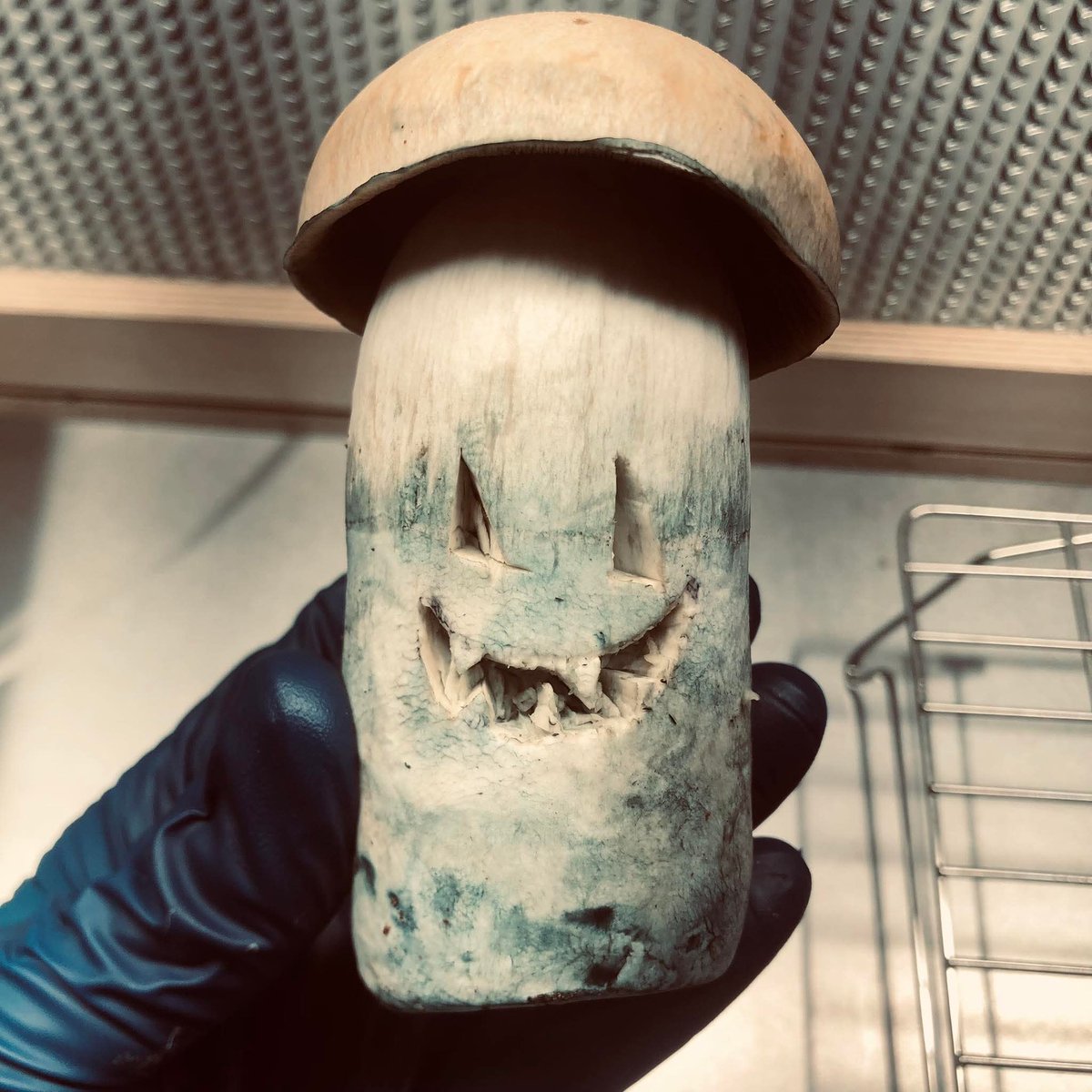 Boundless tweet media