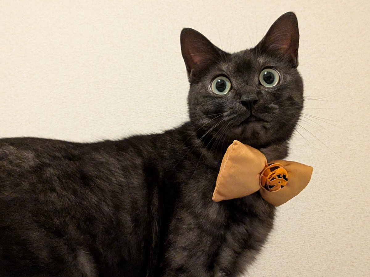 catkinak0's tweet photo. HappyHalloween🐈️🐈‍⬛
鈴が逆さまだった。。 https://t.co/vfL3BhIJ9u