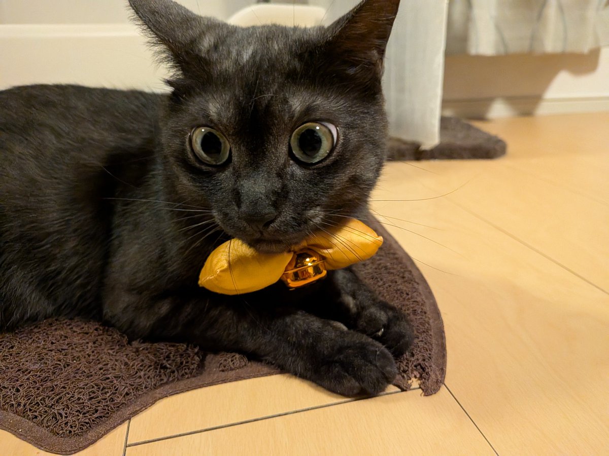 catkinak0's tweet photo. HappyHalloween🐈️🐈‍⬛
鈴が逆さまだった。。 https://t.co/vfL3BhIJ9u