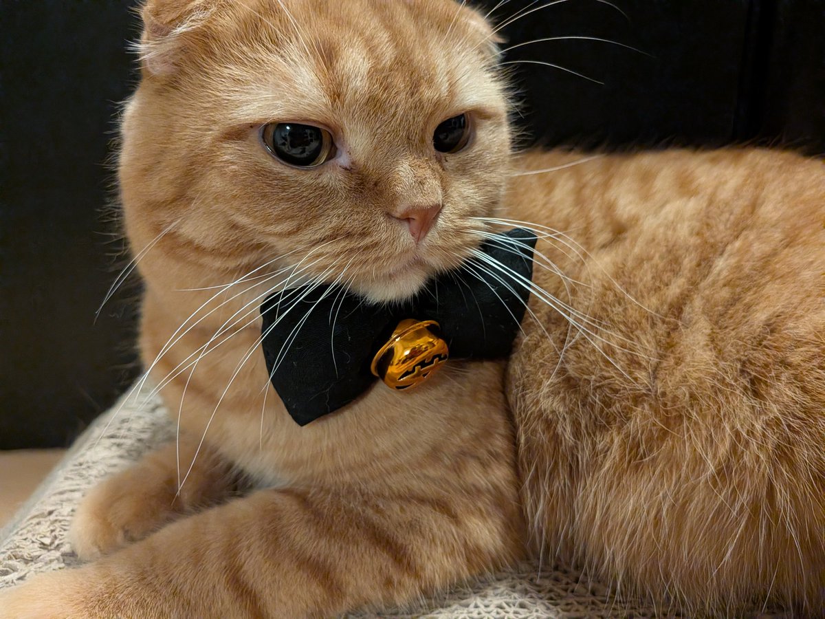 catkinak0's tweet photo. HappyHalloween🐈️🐈‍⬛
鈴が逆さまだった。。 https://t.co/vfL3BhIJ9u