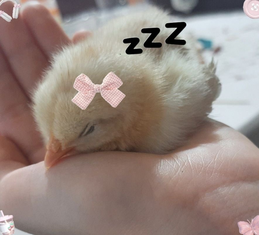 seinarumi_'s tweet photo. i got a pet chick.. https://t.co/jNAU8TP3U5