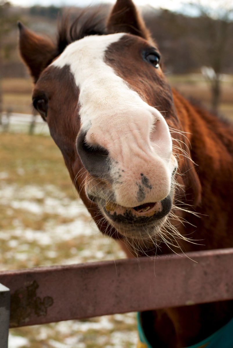 狩蘆(ｶﾘｮｰｼｬ)@🐴写真垢 tweet media