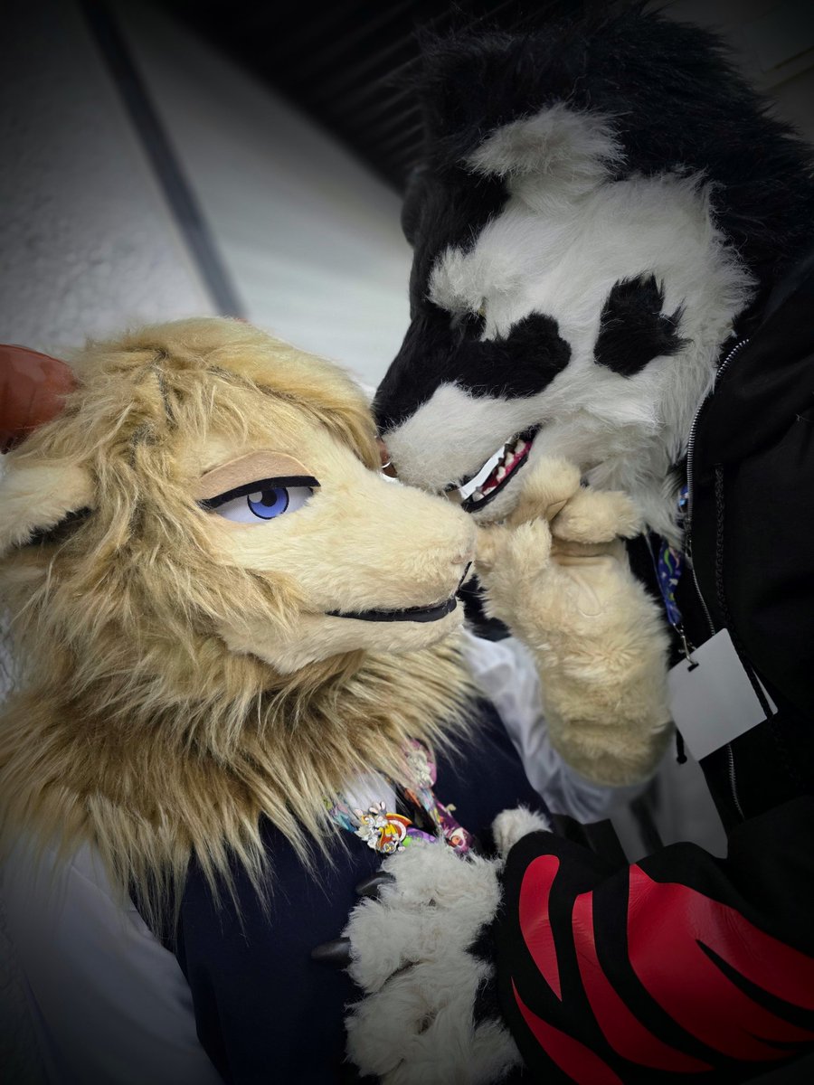 Careful with those teeth doggy.. someone might get bitten.. and I'm not talking about snacks.. #FursuitFriday #BEASTARS #Halloween #Pina <a href="/ChrissToboe64/">Wolfdog Toboe</a>