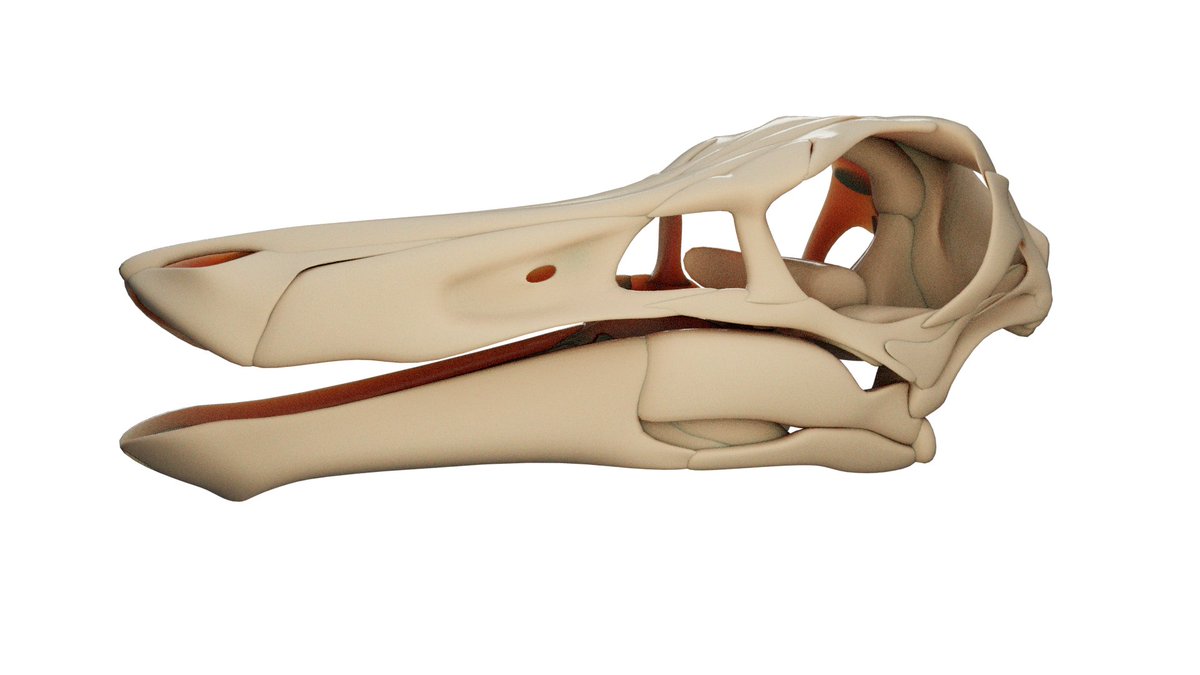 I just posted the Gallimimus skull for free; if you'd like to follow the STL file, here's the link.
cults3d.com/es/modelo-3d/a…