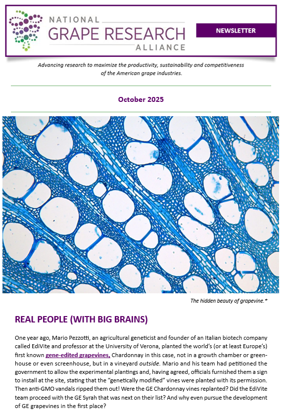 GrapeResearch's tweet image. Our Oct newsletter is out! In it, get to know the people speaking at our almost soldout Grapevine Improvement Workshop Nov 5. Check out the grapevine nutrient-status sensor from the NGRA-initiated HiRes Vineyard Nutrition project. And more! #graperesearch bit.ly/3iQwewr