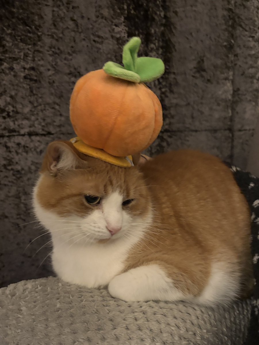 Happy Halloween from Uncle Loki and Uncle Nemo! The cutest little pumpkins 🎃🎃