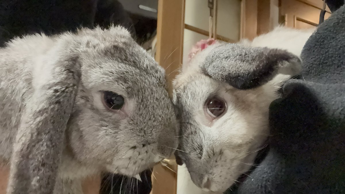 みっちゃん♡うさぎのくろみ🐰 (@setoseto002) / Posts / X