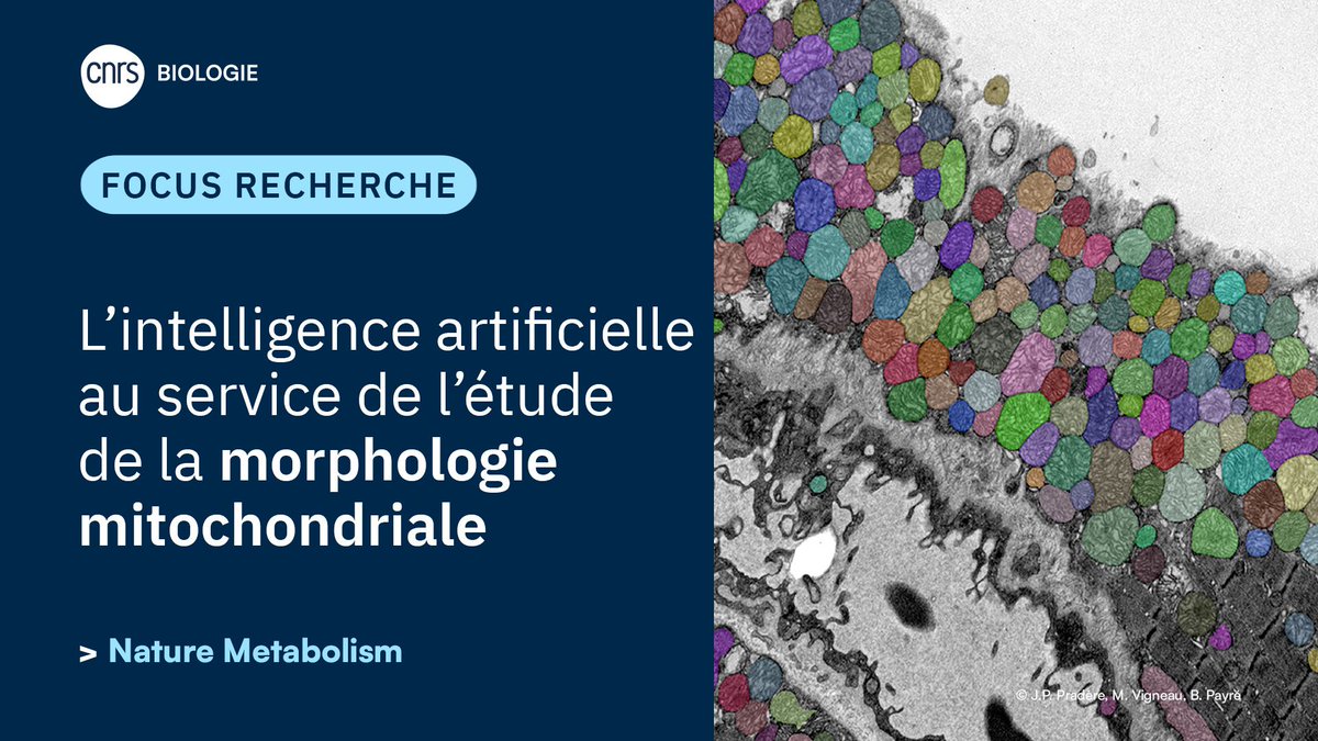 #ResultatScientifique 🔎 Grâce à l’IA, les scientifiques peuvent désormais analyser automatiquement la forme et la structure des mitochondries avec une précision inédite !   
✍️ Mathieu Vigneau et Jean-Philippe Pradère 
📕 <a href="/NatMetabolism/">Nature Metabolism</a> | insb.cnrs.fr/fr/cnrsinfo/li…